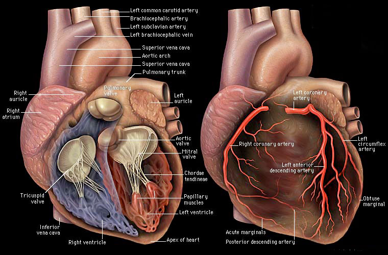 corazon anatomia