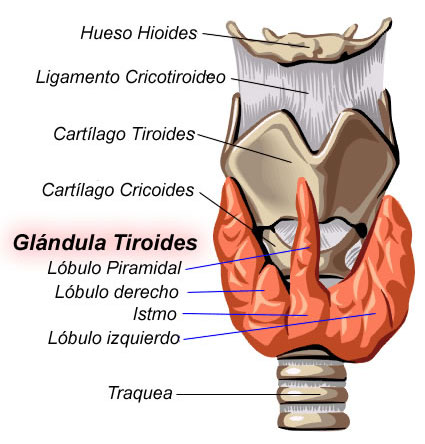 tiroides anatomia